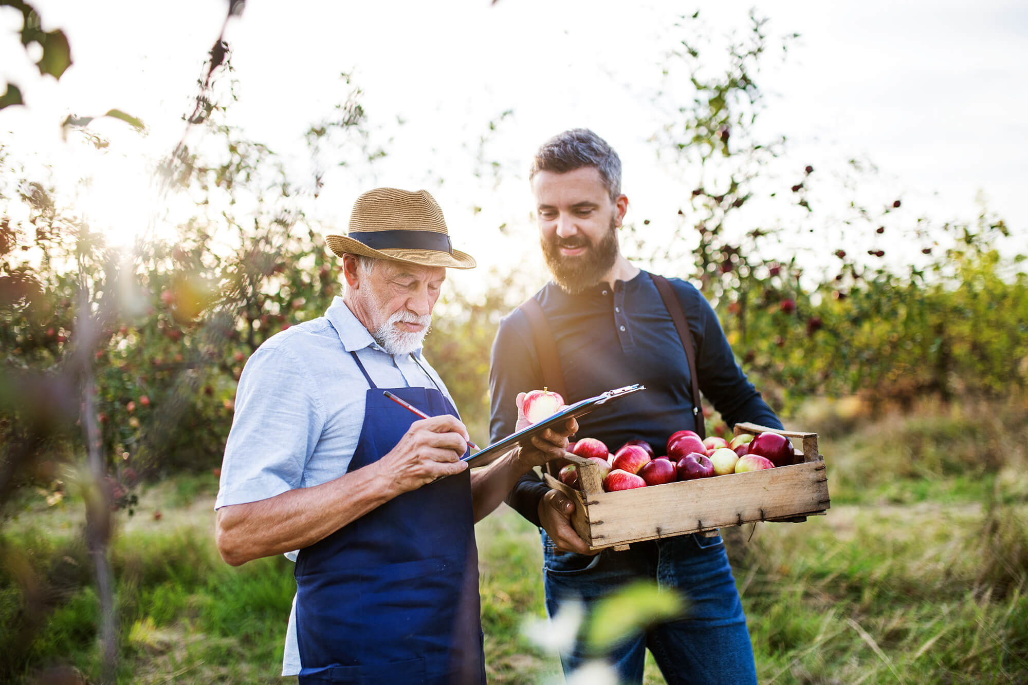 A senior man with adult son picking apples in orchard in autumn